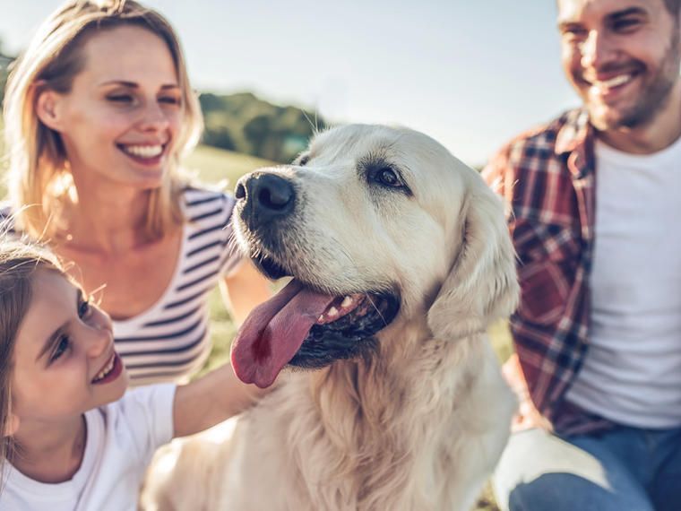 Sommerhus med hund dansommer